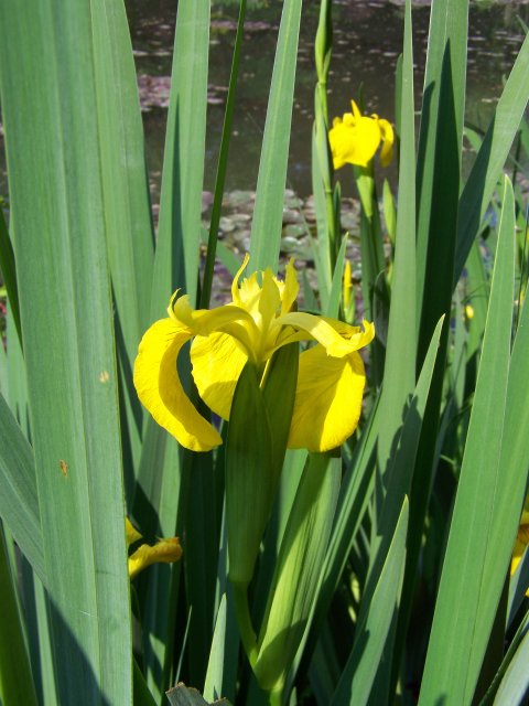 Yellow iris Giverny