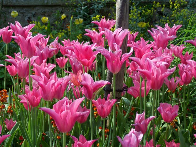 Giverny tulip