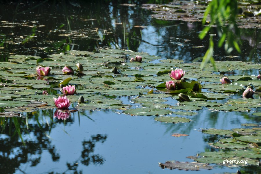 Seerosen in Claude Monets Teich in Giverny
