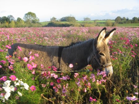 BandB in the countryside of Giverny